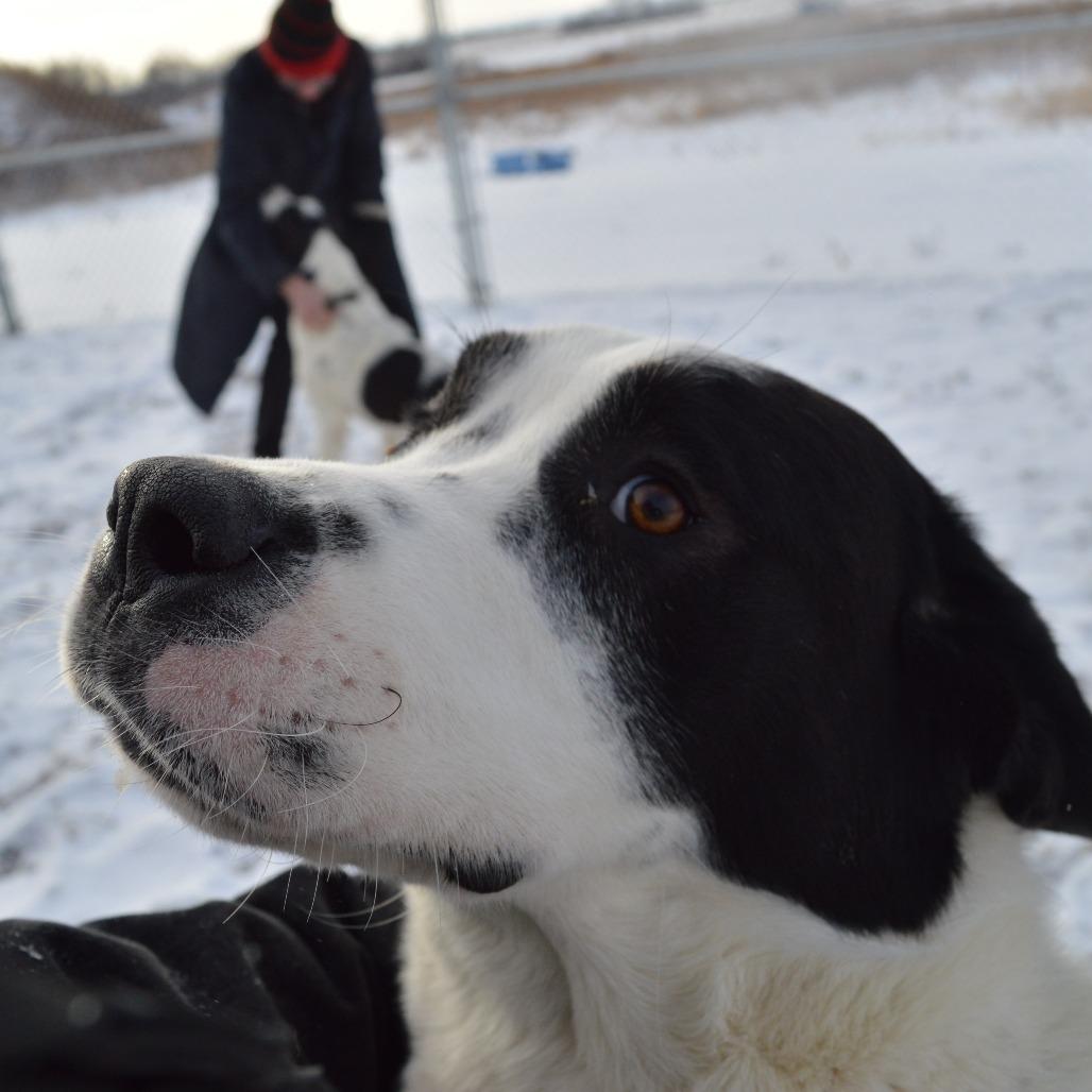 Enlarge Everest, a Adoptable Saint Bernard in North Battleford, SK image 6/6