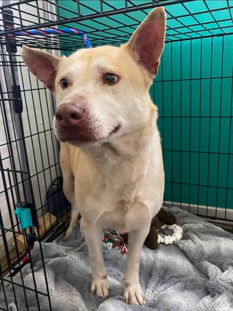 Morris, Adoptable, Adult Male Pit Bull Terrier & Husky.