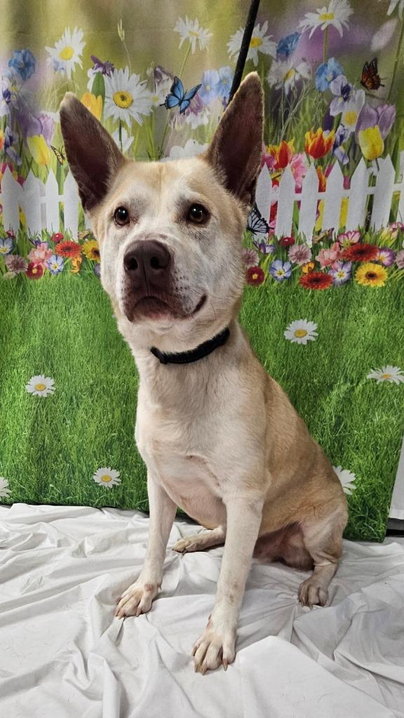 Morris, a Adoptable mixed breed in Wabash, IN image 2/2