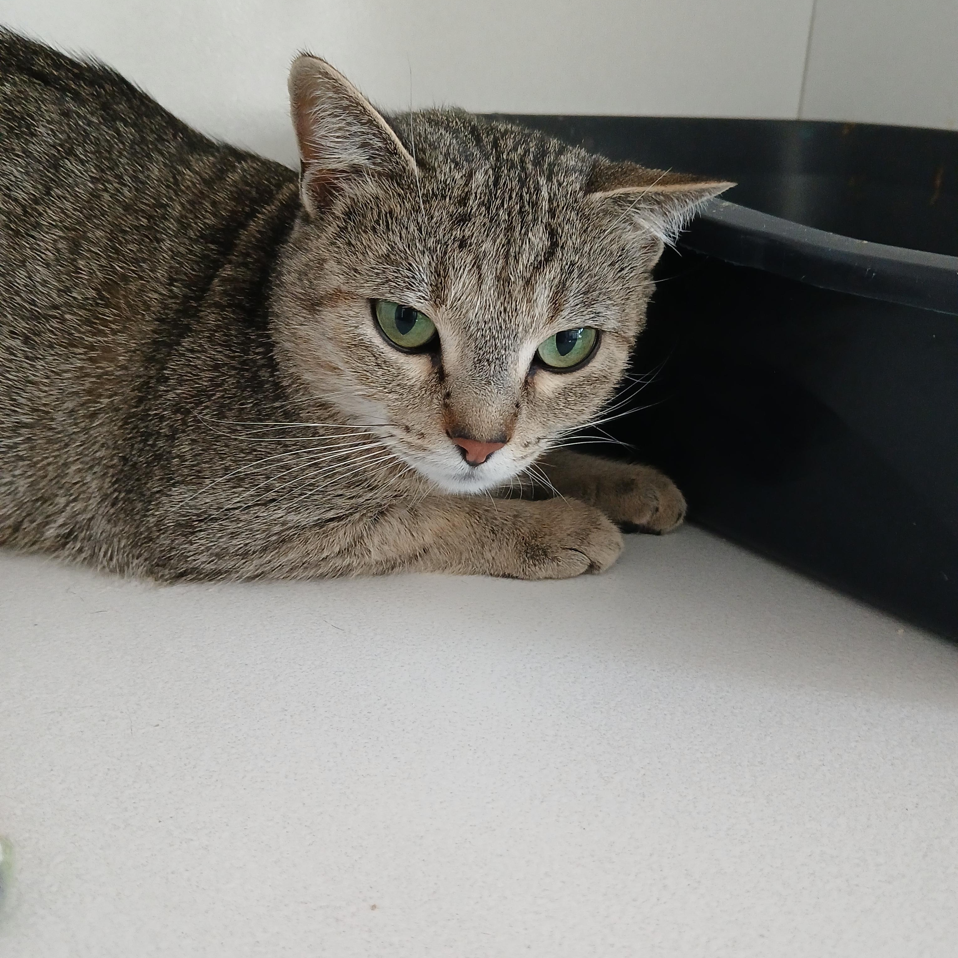 Enlarge Winnie, a Adoptable American Curl in Iowa Falls, IA image 3/4