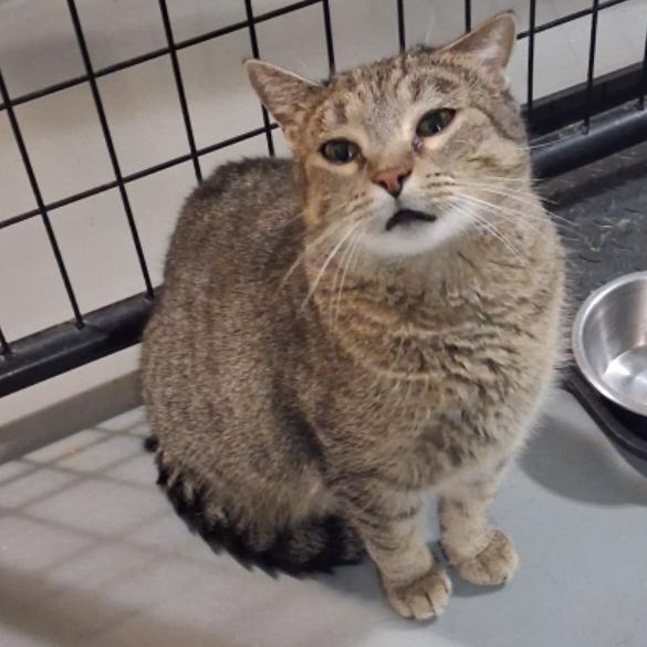 Winnie, Adoptable, Young Female American Curl.