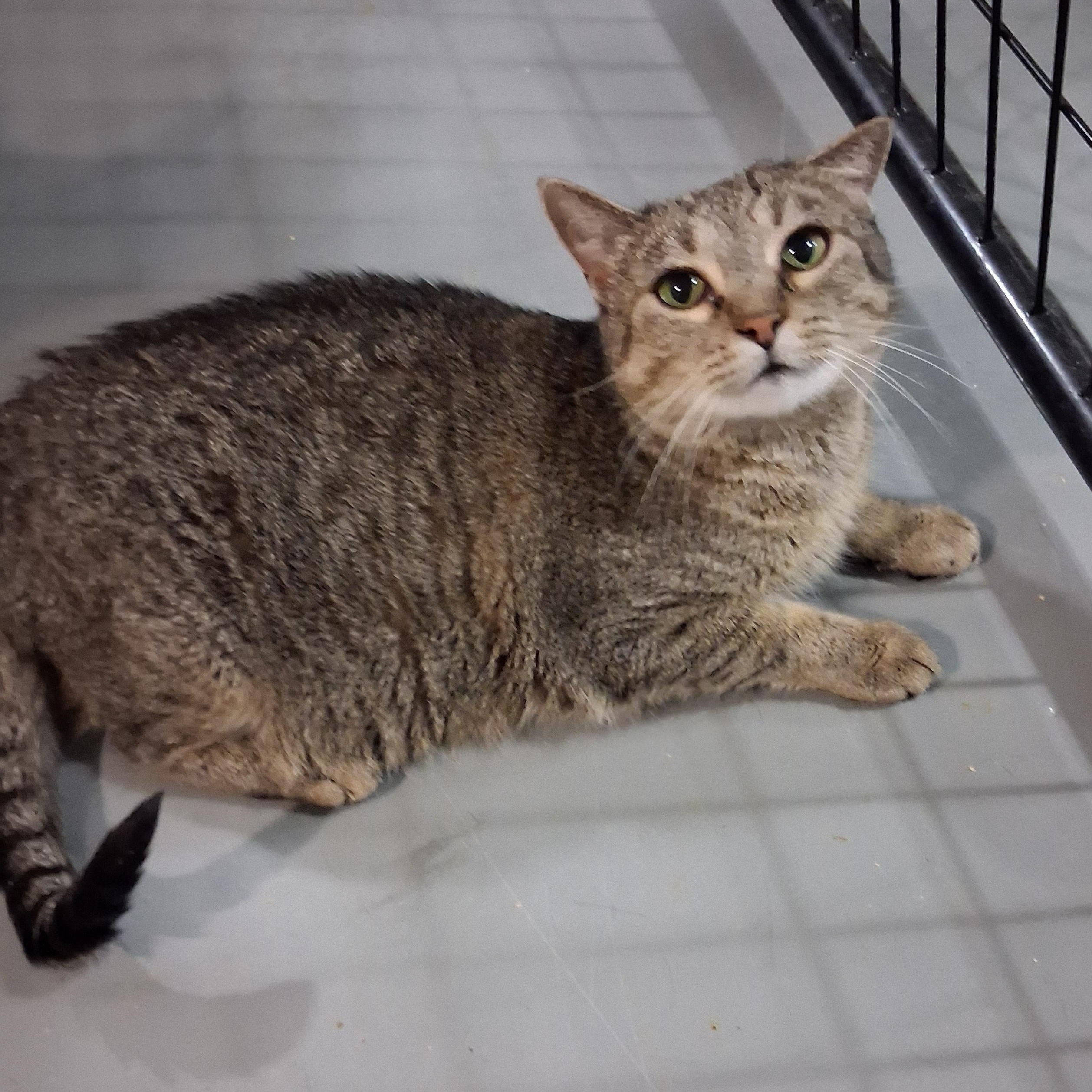 Enlarge Winnie, a Adoptable American Curl in Iowa Falls, IA image 2/4