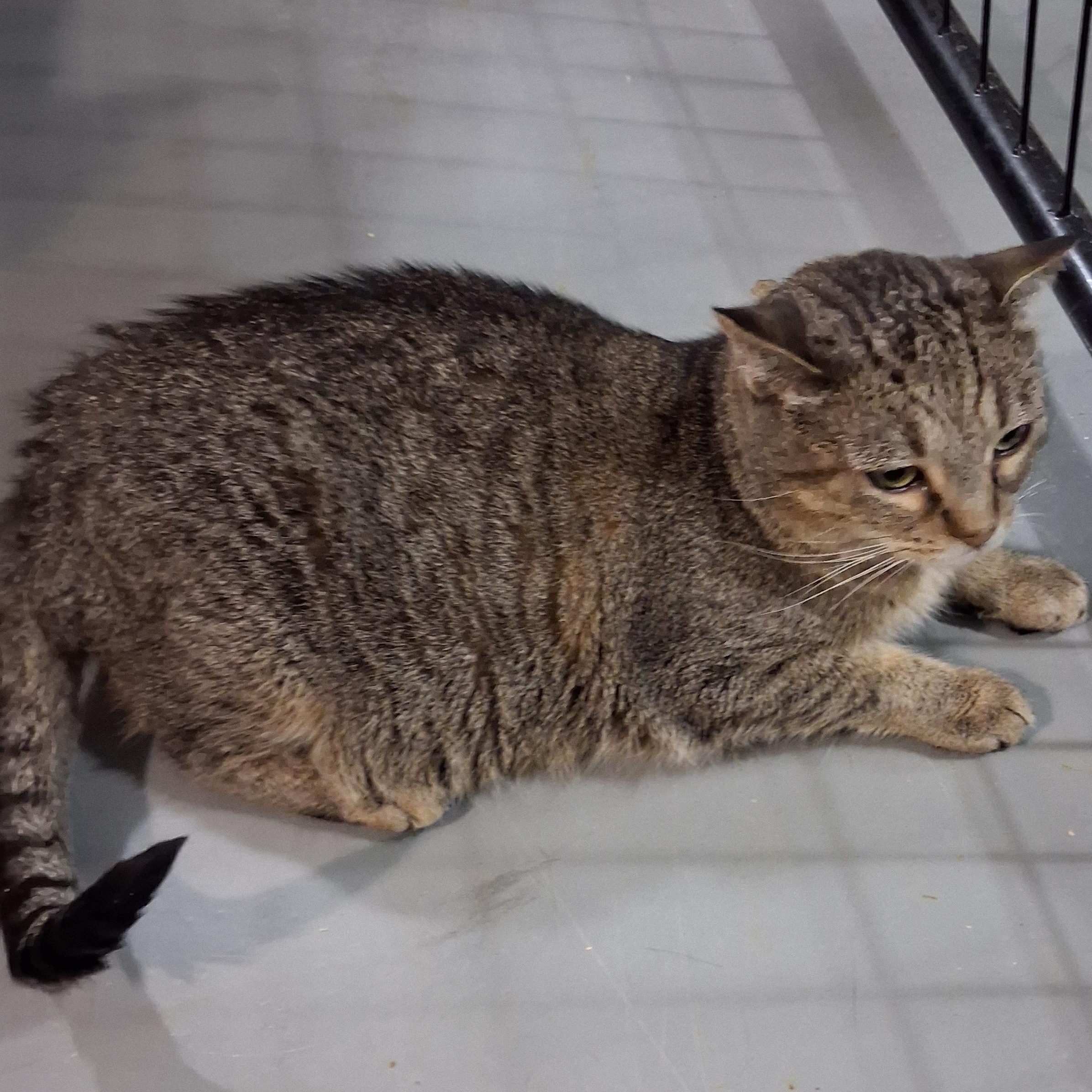 Enlarge Winnie, a Adoptable American Curl in Iowa Falls, IA image 4/4