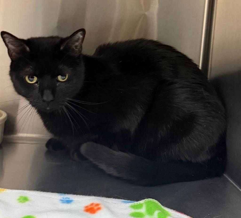 Enlarge Harvest, a Adoptable Domestic Short Hair in Columbus, NE image 1/1