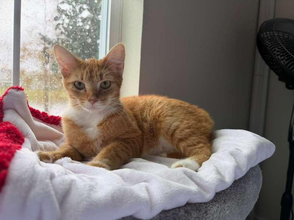 Lady Penelope, Adoptable, Young Female Domestic Short Hair.