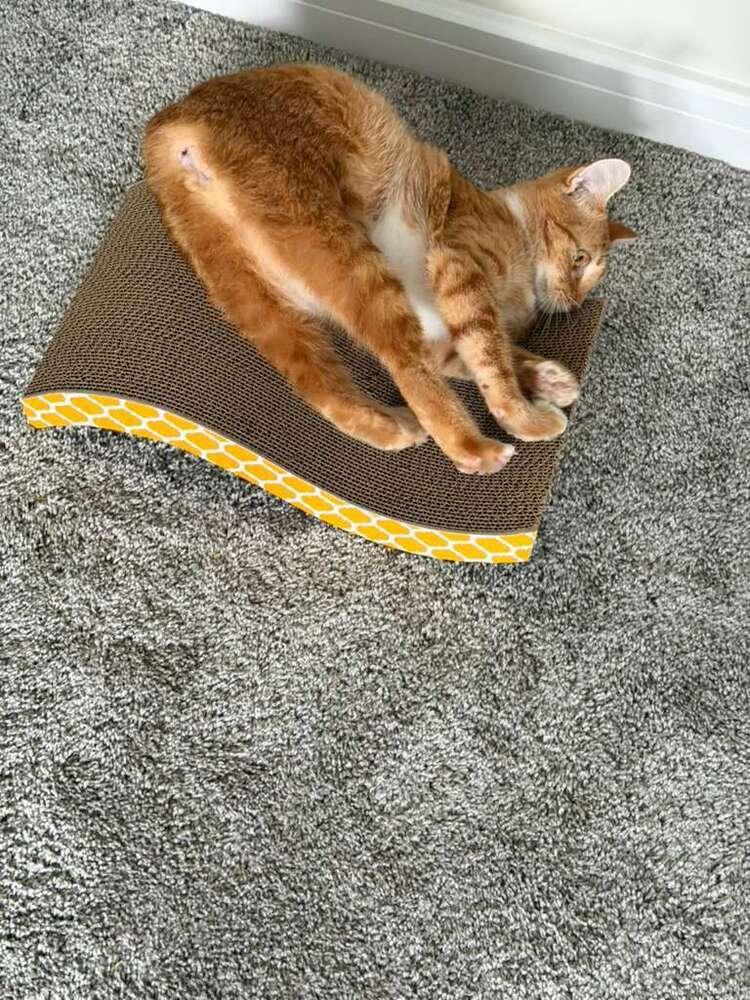 Enlarge Lady Penelope, a Adoptable Domestic Short Hair in Orlando, FL image 3/6