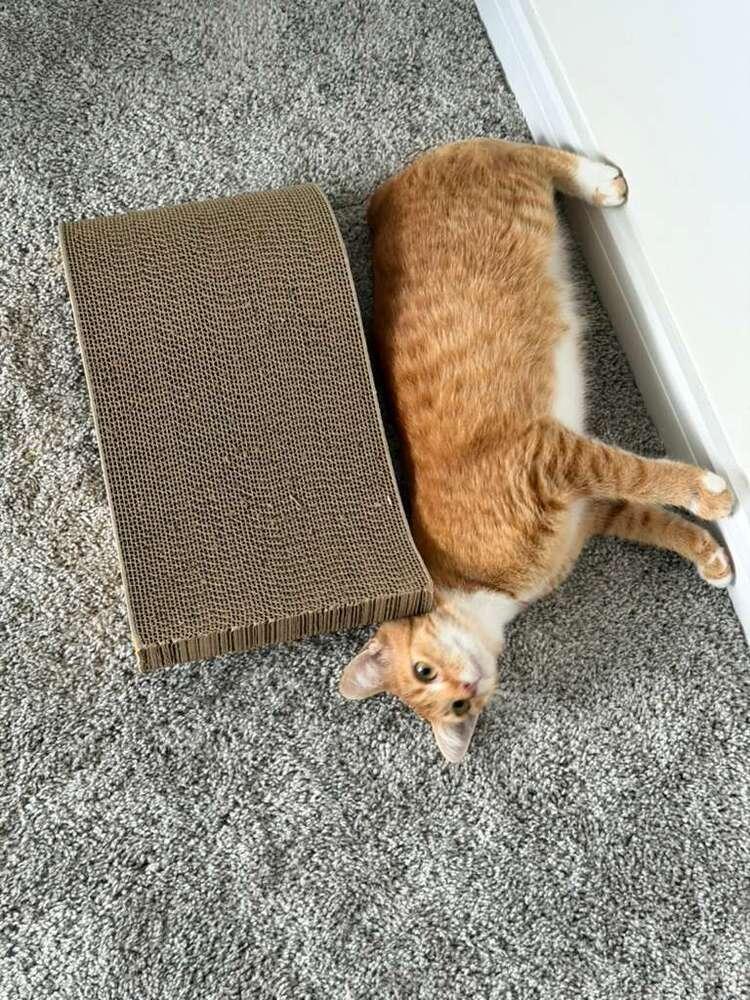 Enlarge Lady Penelope, a Adoptable Domestic Short Hair in Orlando, FL image 4/6