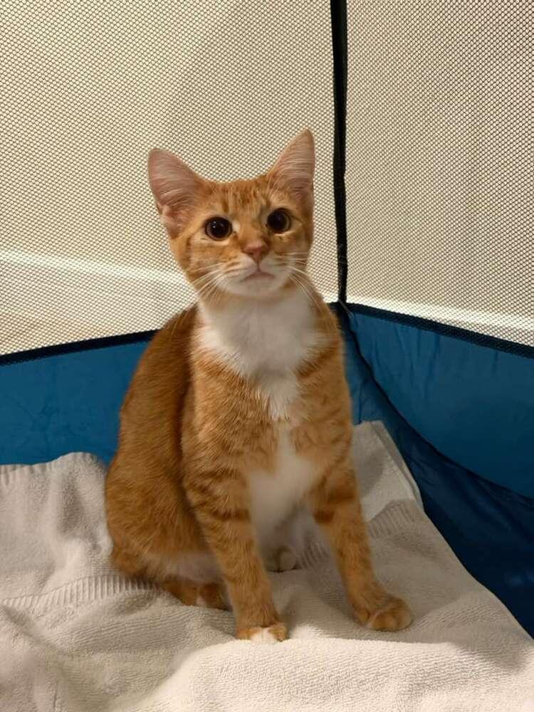 Enlarge Lady Penelope, a Adoptable Domestic Short Hair in Orlando, FL image 5/6