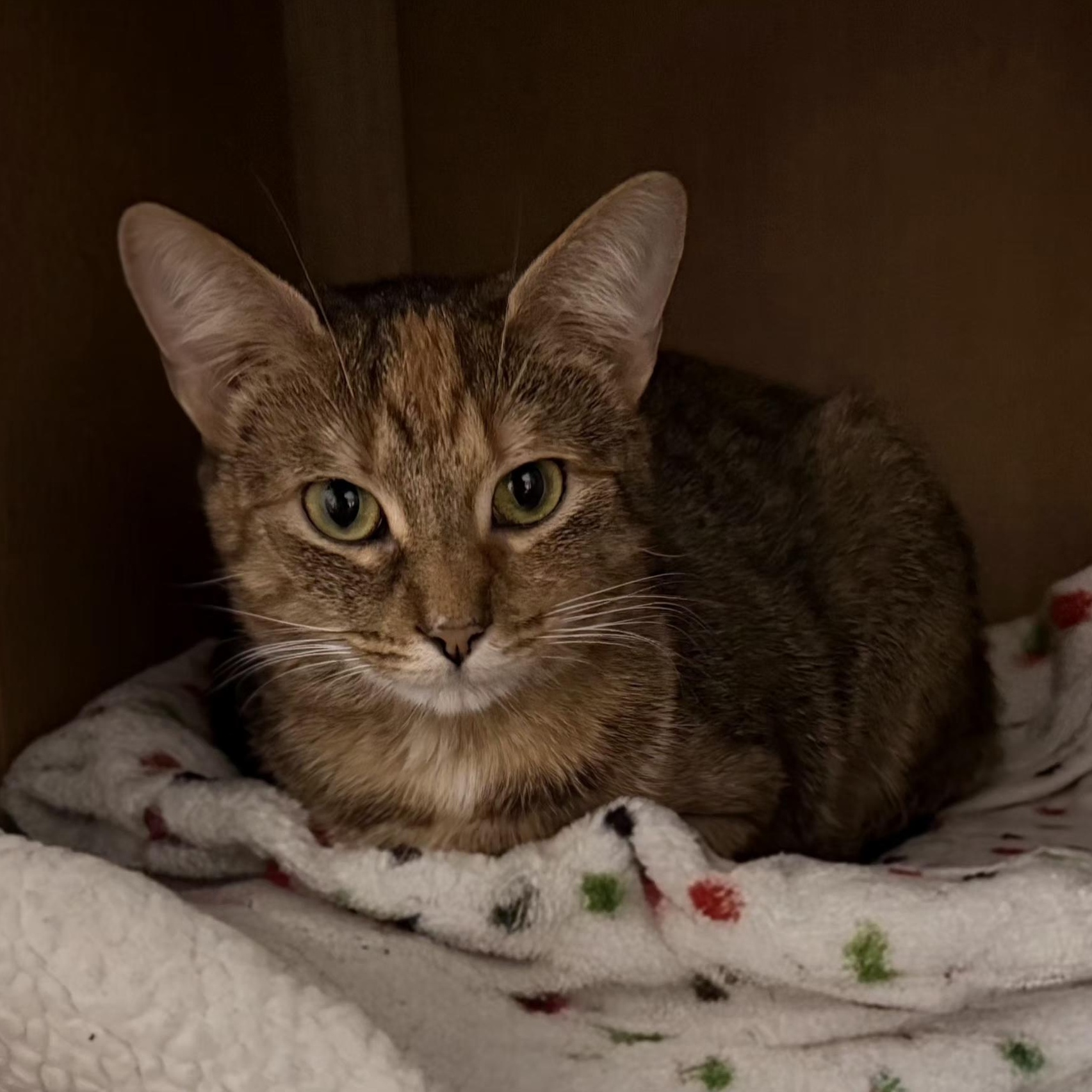 Enlarge Mabel, an adopted Domestic Short Hair in Grand Rapids, MI image 2/5