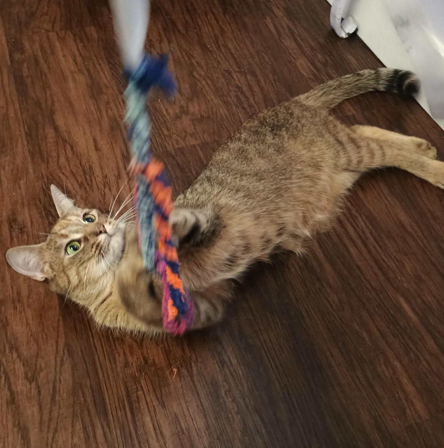 Enlarge Mabel, an adopted Domestic Short Hair in Grand Rapids, MI image 4/5