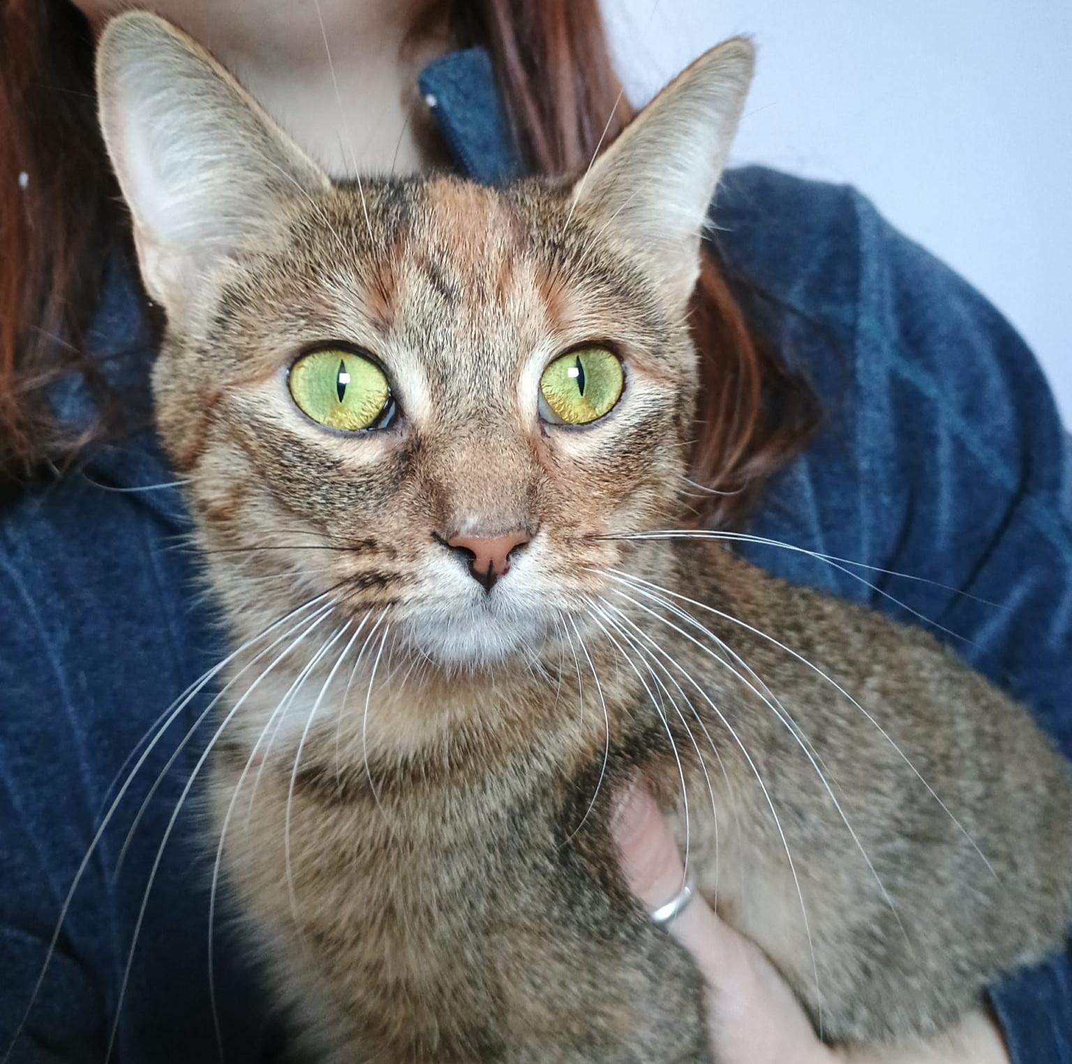 Enlarge Mabel, an adopted Domestic Short Hair in Grand Rapids, MI image 1/5