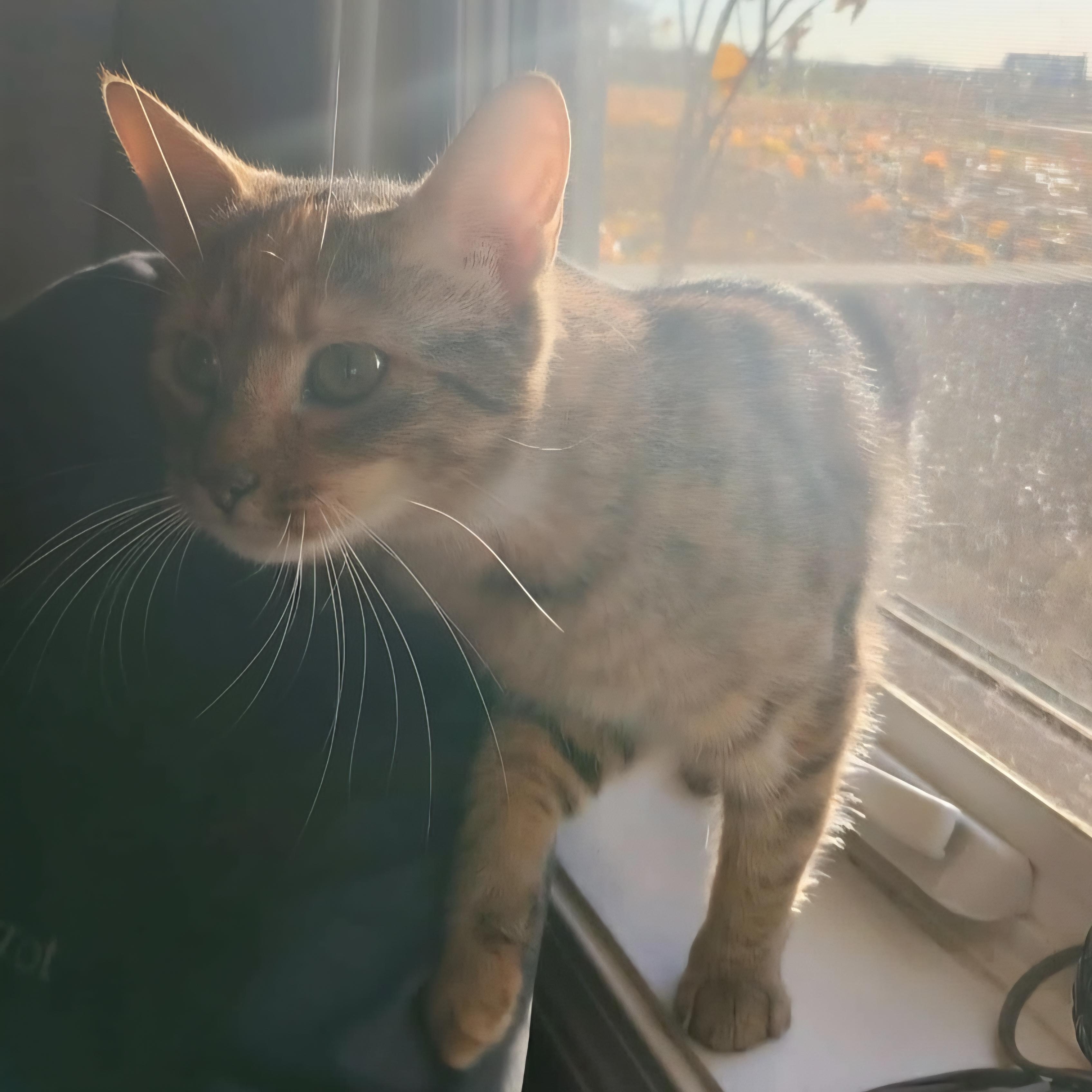Enlarge Mabel, an adopted Domestic Short Hair in Grand Rapids, MI image 5/5