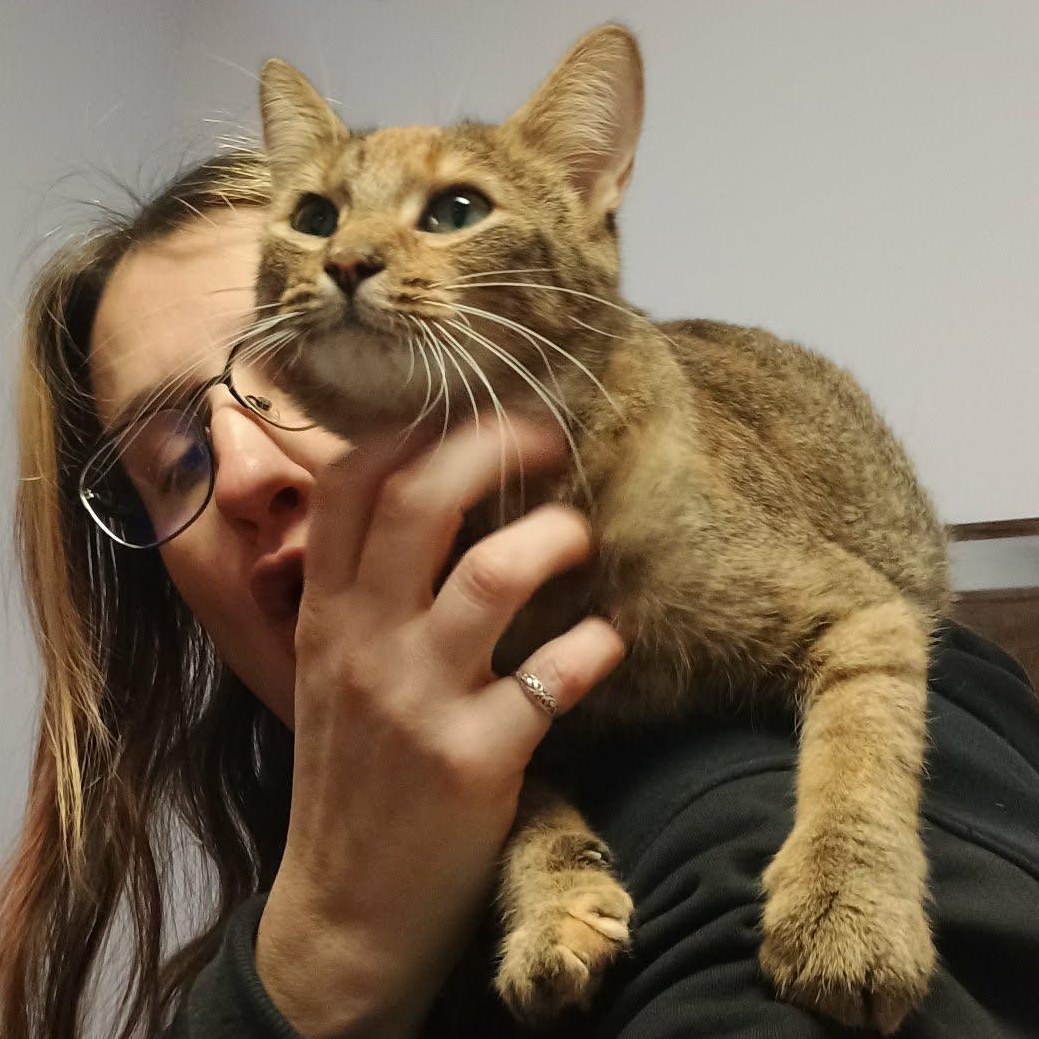 Enlarge Mabel, an adopted Domestic Short Hair in Grand Rapids, MI image 3/5