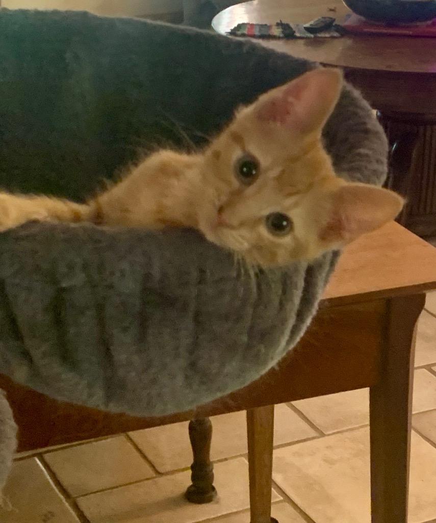 Toby, Adoptable, Young Male Domestic Short Hair.