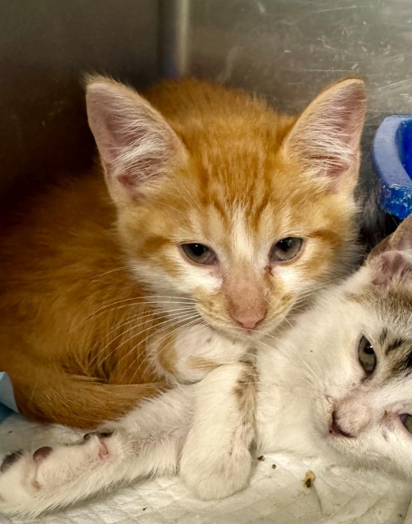 Enlarge Toby, a Adoptable mixed breed in Danielsville, GA image 2/2
