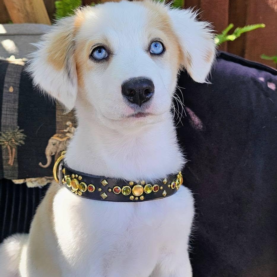 Summer, adopted, Puppy Female Siberian Husky & Shepherd.