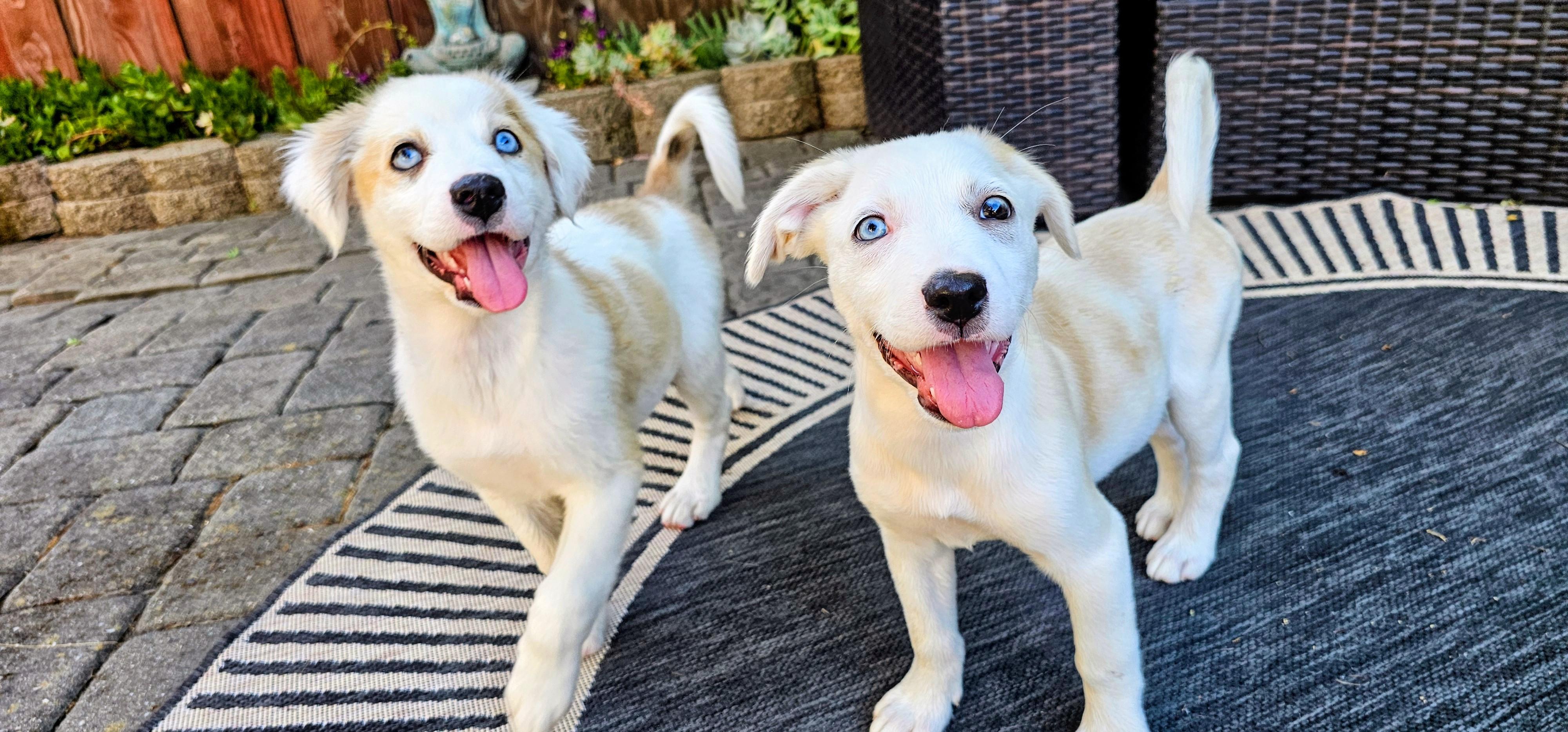 Summer, an adopted mixed breed in Santa Rosa, CA image 4/6