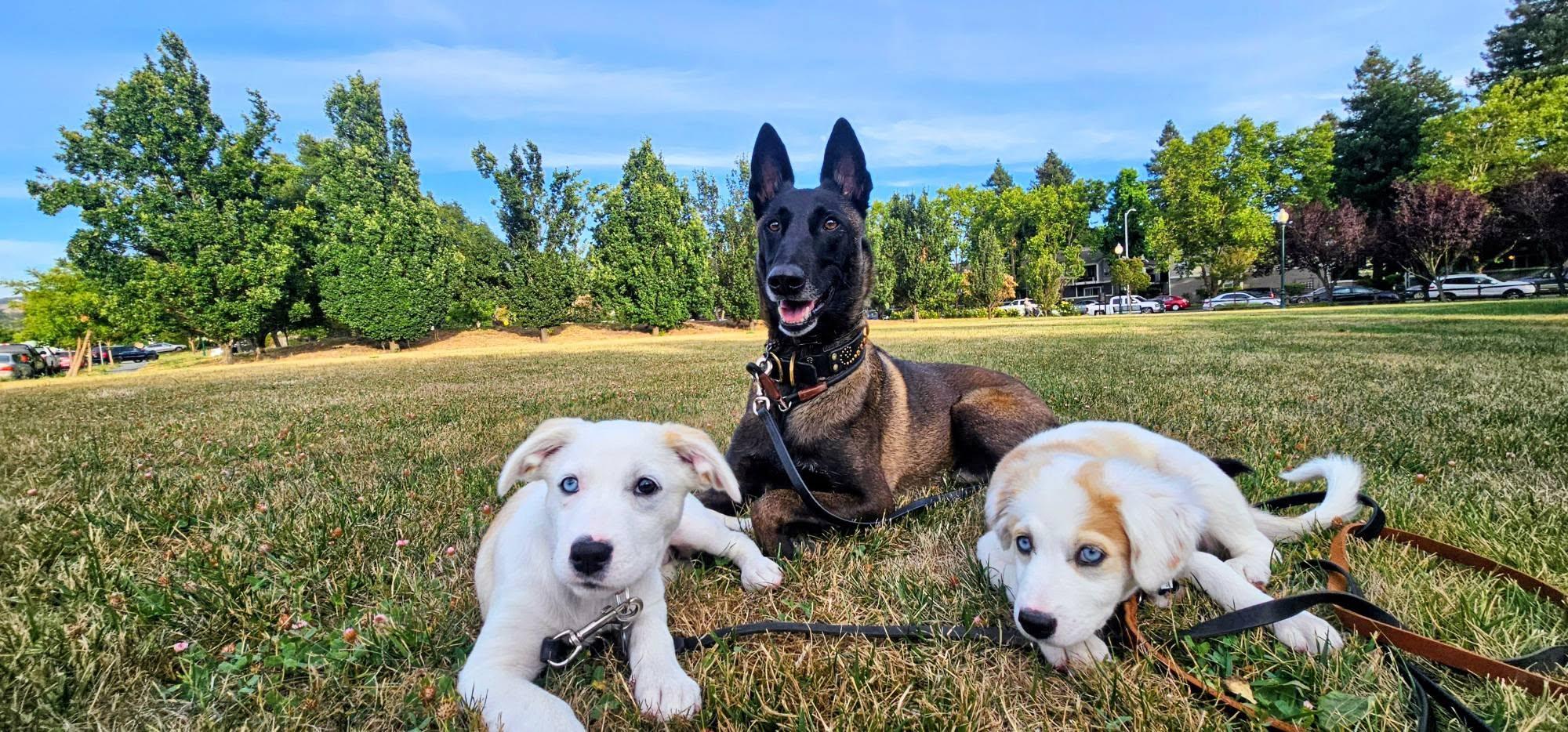 Summer, an adopted mixed breed in Santa Rosa, CA image 2/6