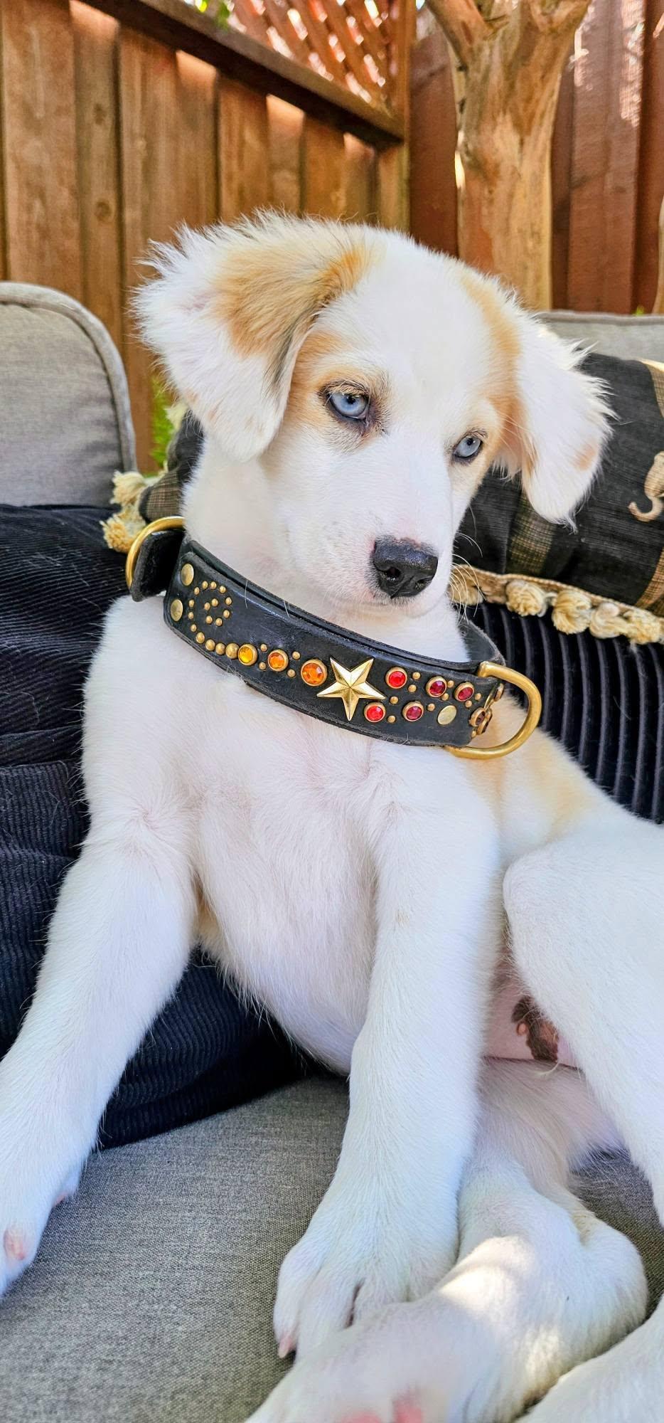 Summer, an adopted mixed breed in Santa Rosa, CA image 5/6