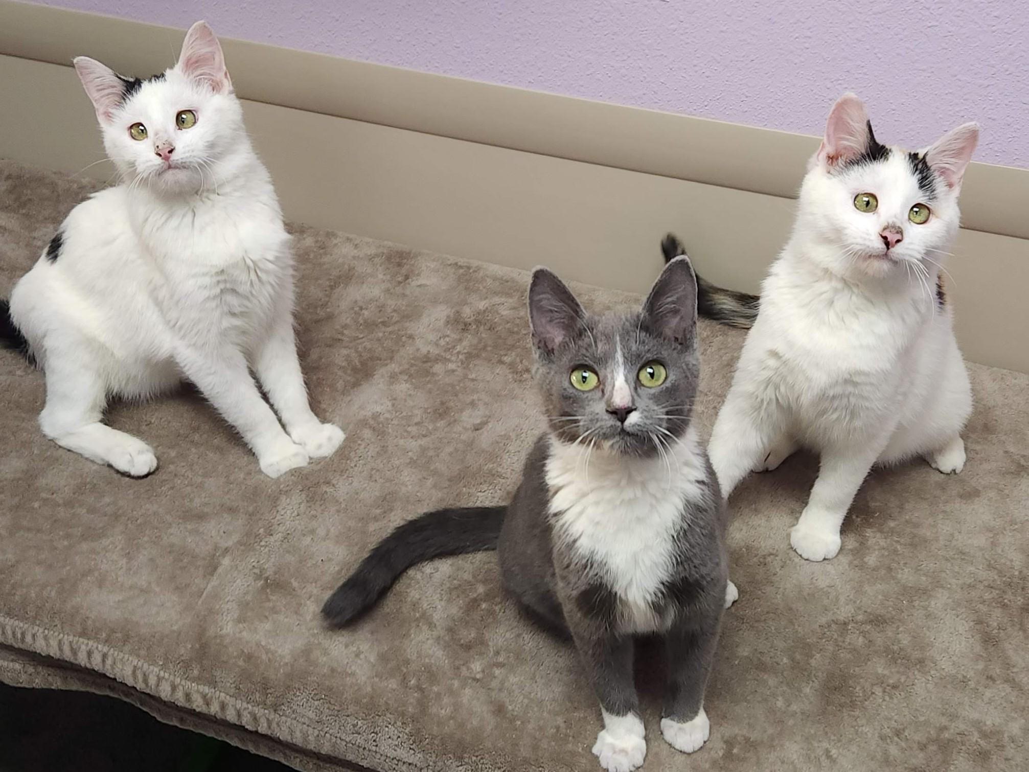 Enlarge Pavlova, a Adoptable Domestic Short Hair in Marshfield, WI image 3/4