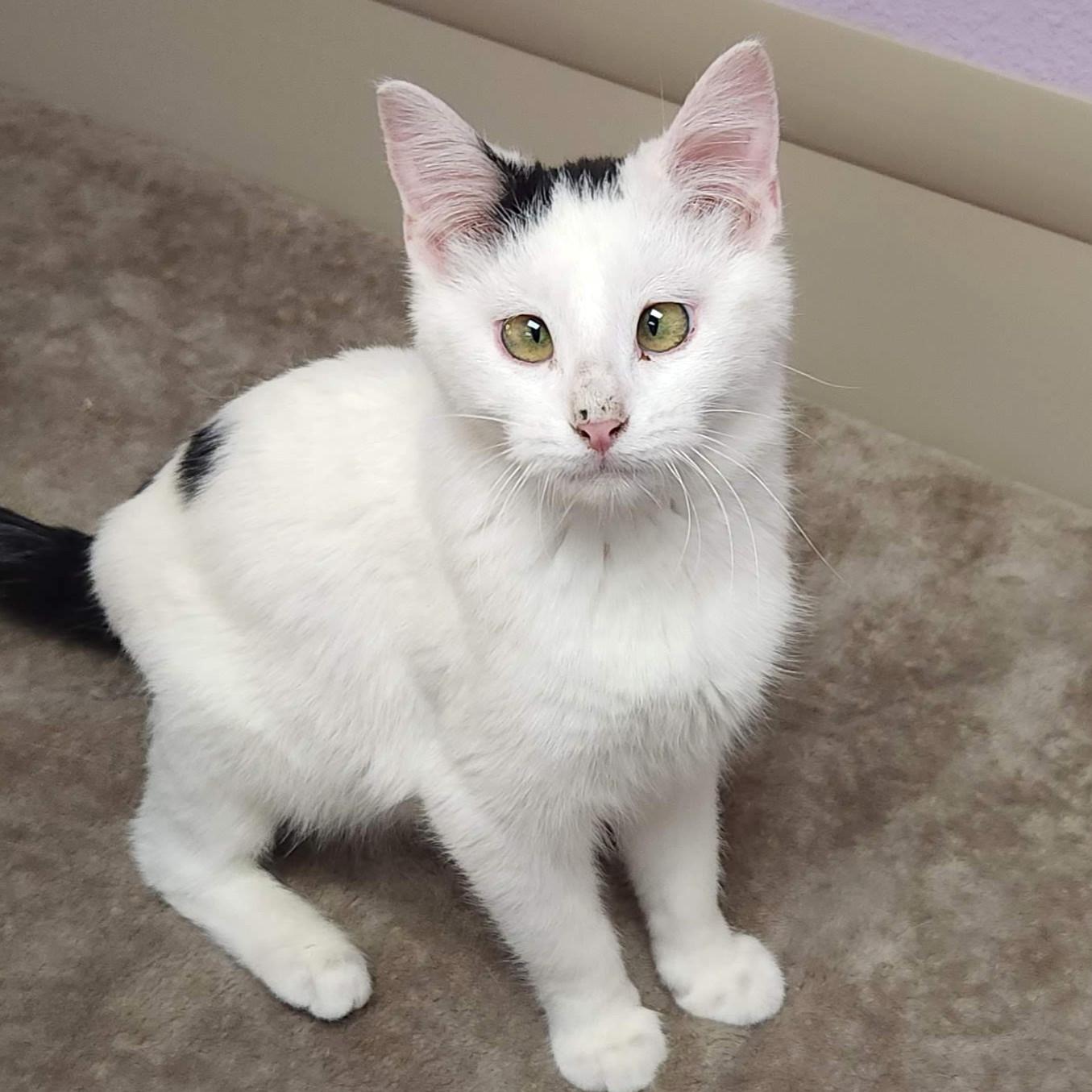 Enlarge Pavlova, a Adoptable Domestic Short Hair in Marshfield, WI image 4/4