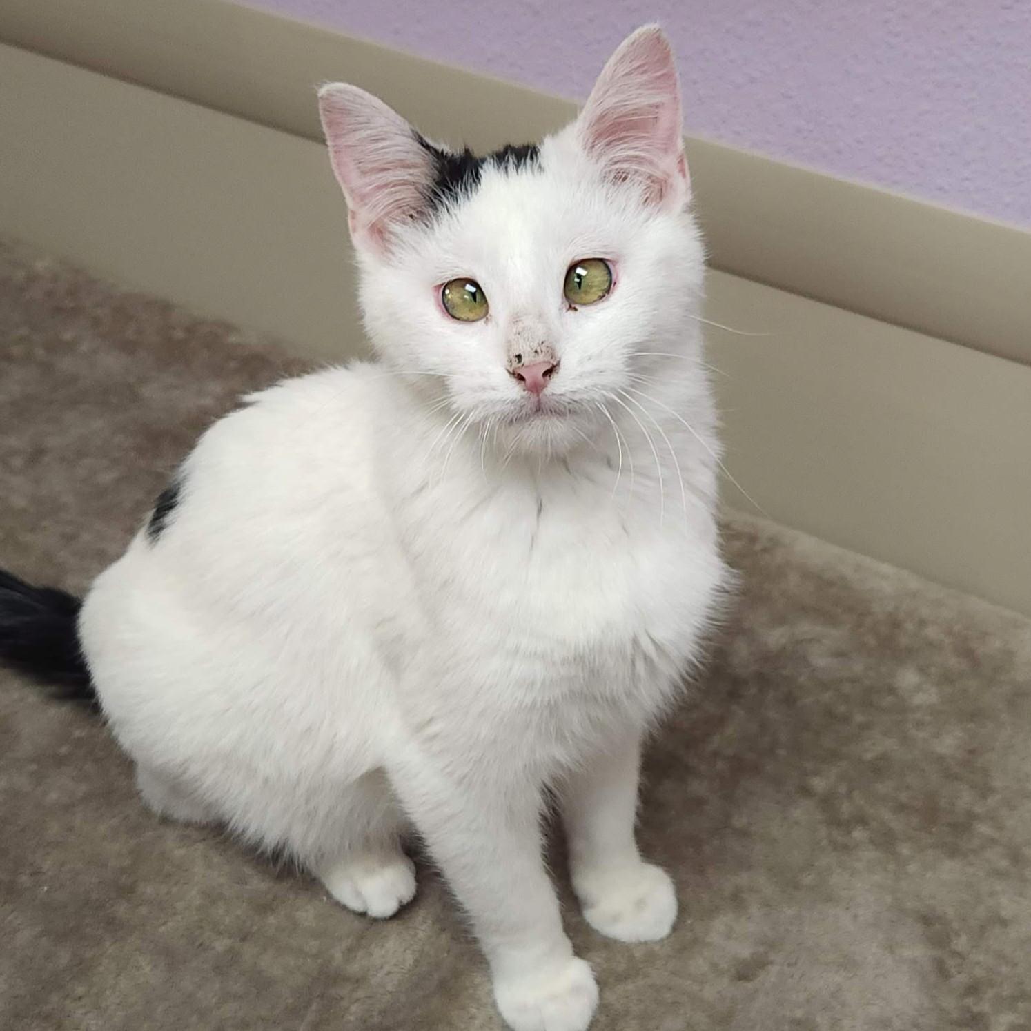 Enlarge Pavlova, a Adoptable Domestic Short Hair in Marshfield, WI image 1/4