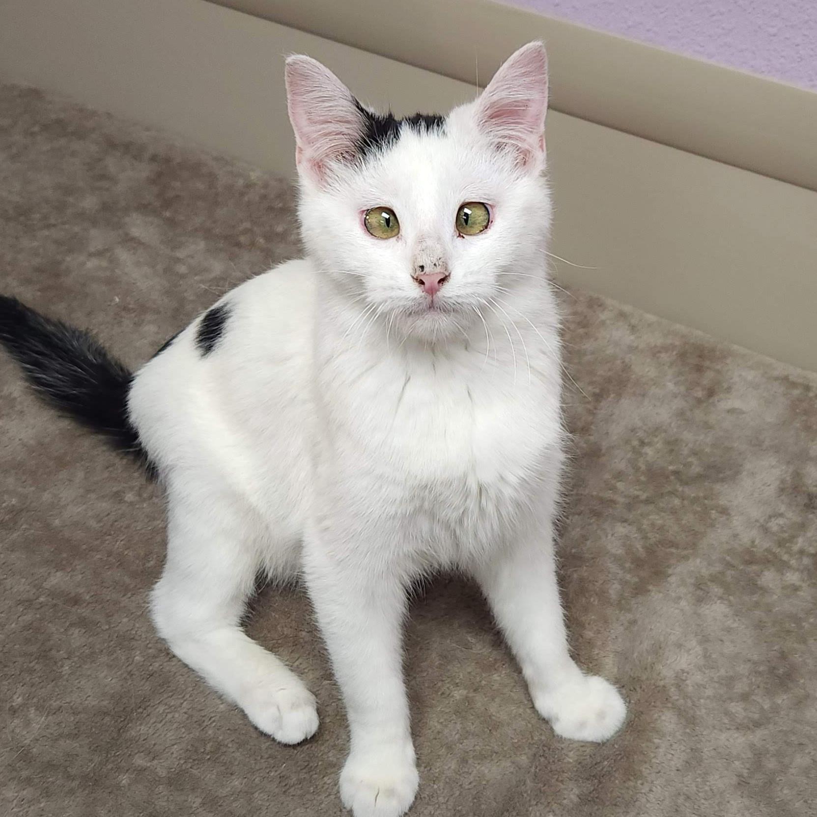 Enlarge Pavlova, a Adoptable Domestic Short Hair in Marshfield, WI image 2/4