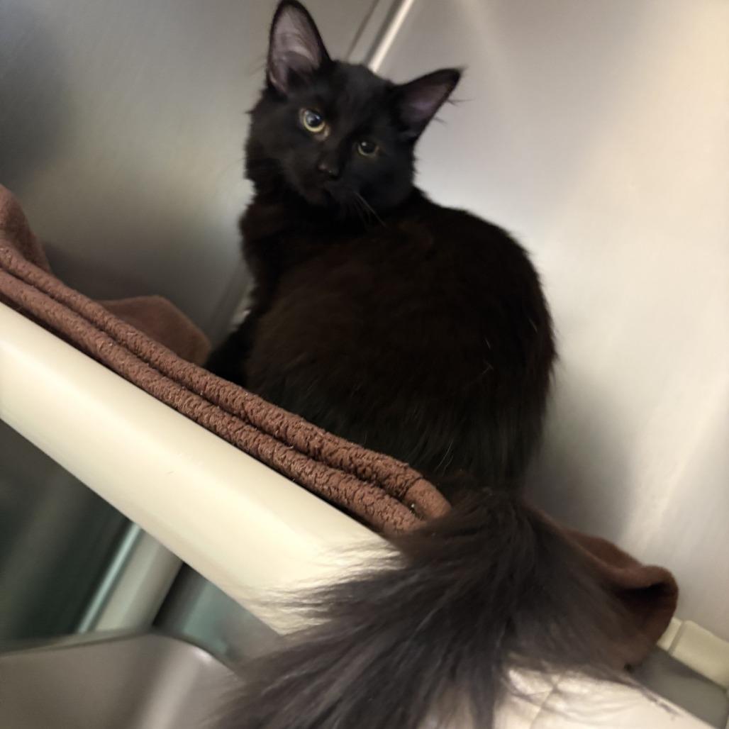 Enlarge Manhattan, a Adoptable Domestic Medium Hair in Warren, PA image 1/1