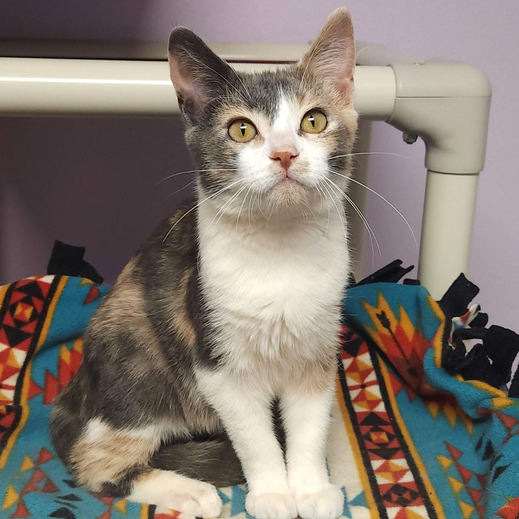 Butter Brickle, an adoptable Dilute Calico in Marshfield, WI, 54449 | Photo Image 5