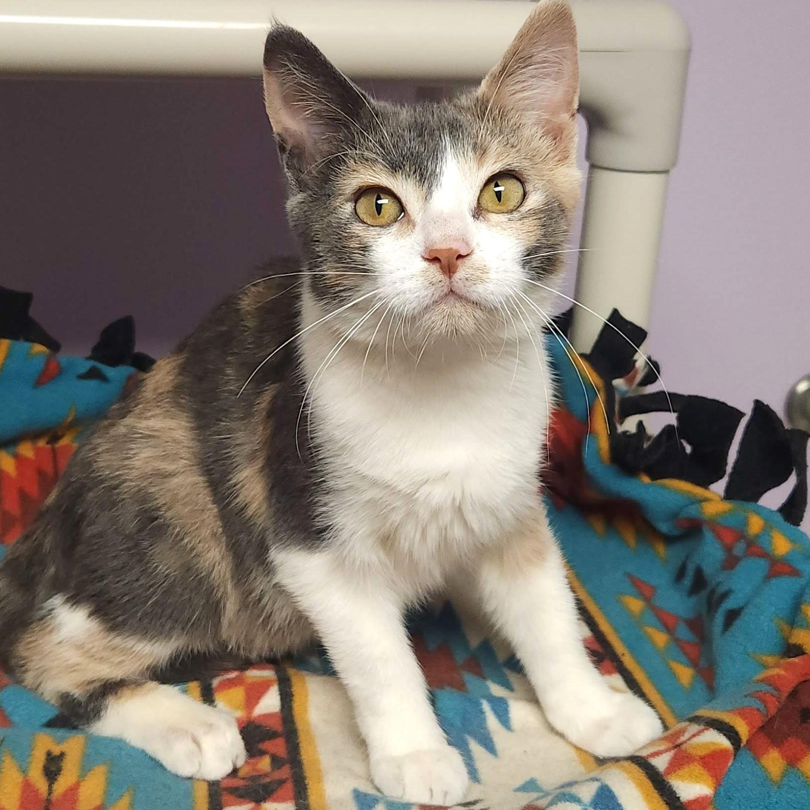 Butter Brickle, an adoptable Dilute Calico in Marshfield, WI, 54449 | Photo Image 1