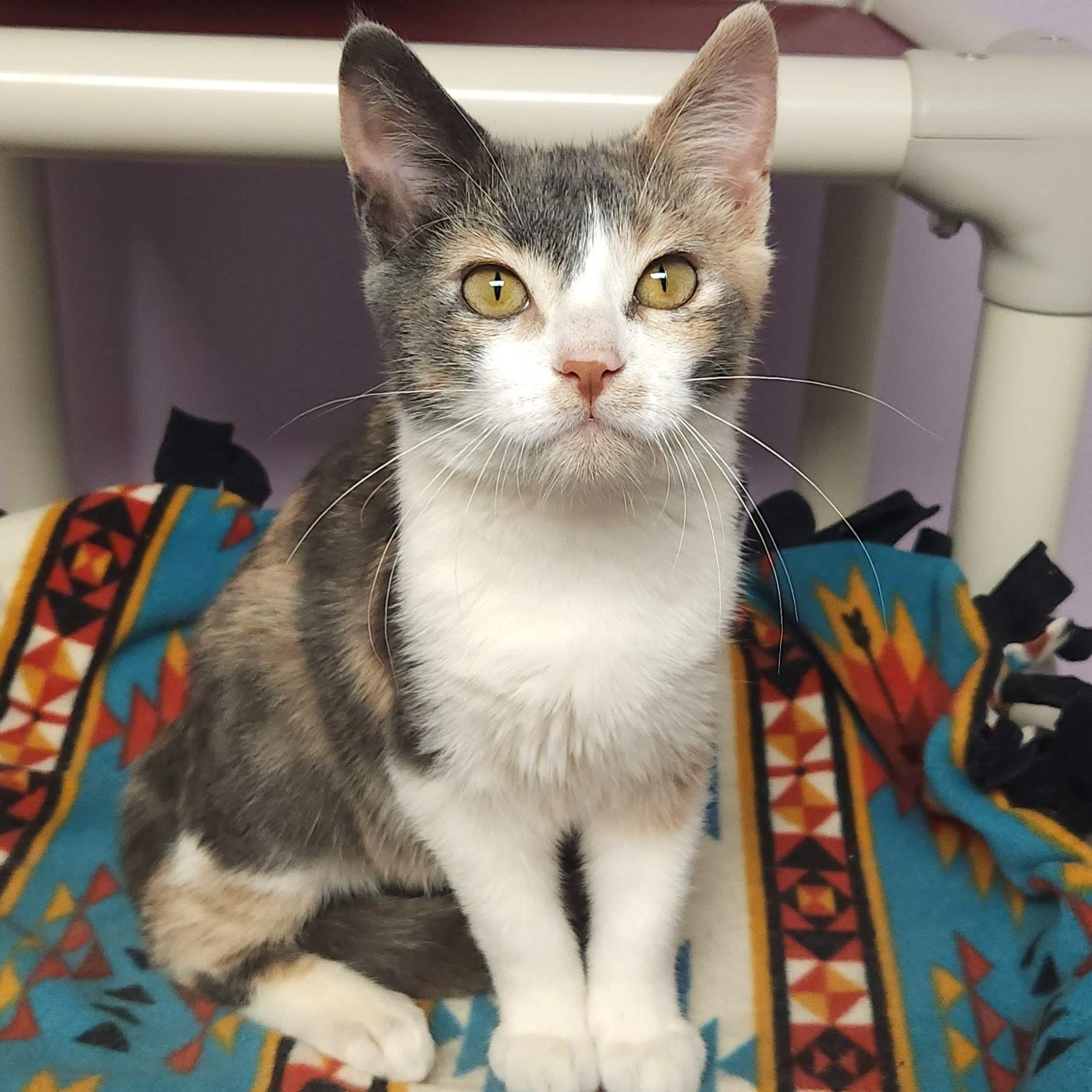 Butter Brickle, an adoptable Dilute Calico in Marshfield, WI, 54449 | Photo Image 4