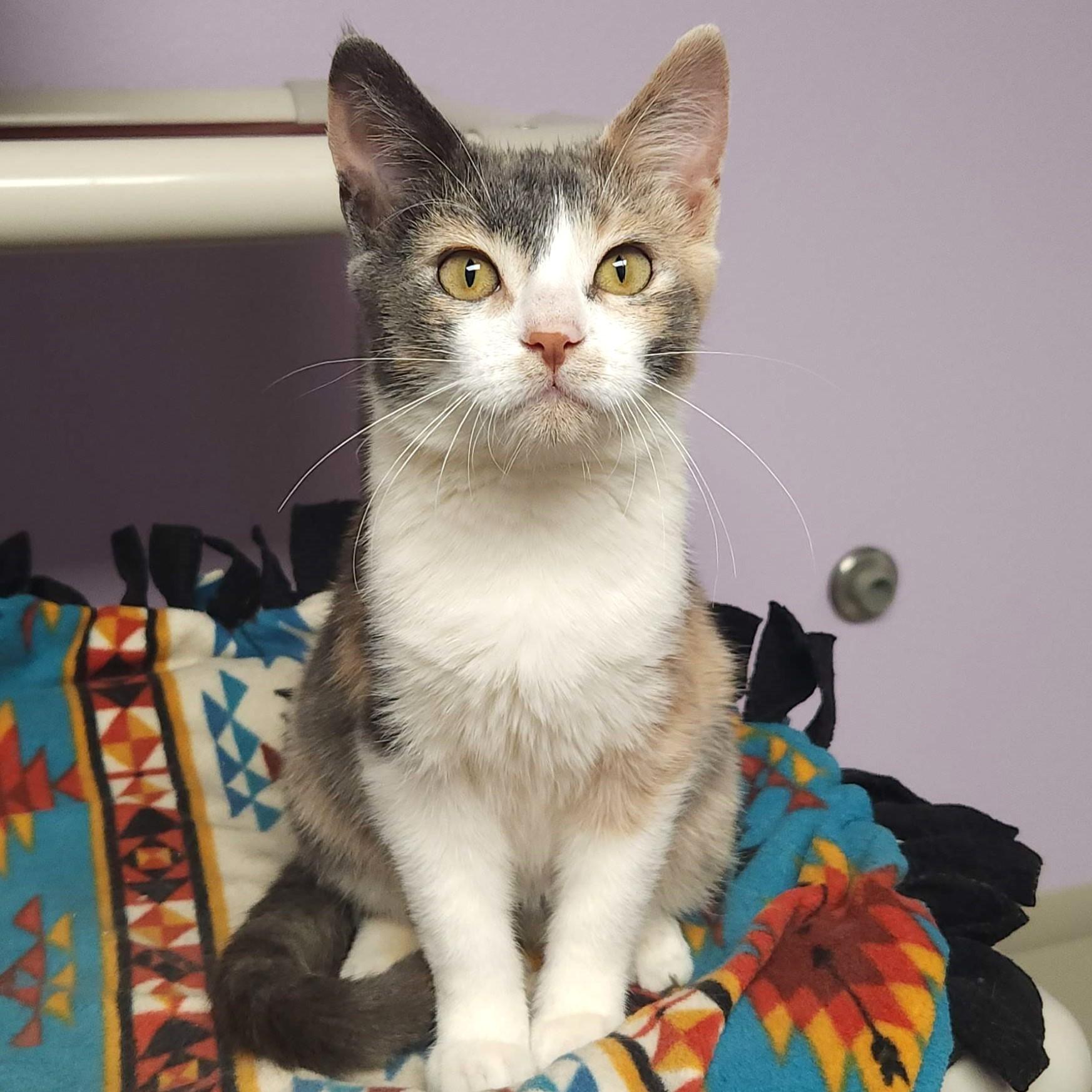Butter Brickle, an adoptable Dilute Calico in Marshfield, WI, 54449 | Photo Image 2
