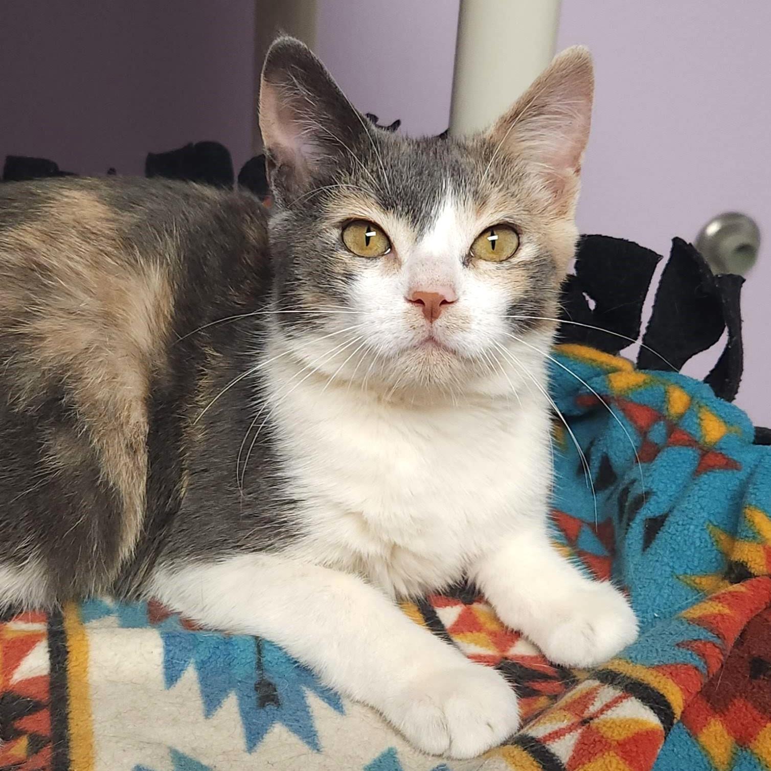 Butter Brickle, an adoptable Dilute Calico in Marshfield, WI, 54449 | Photo Image 3