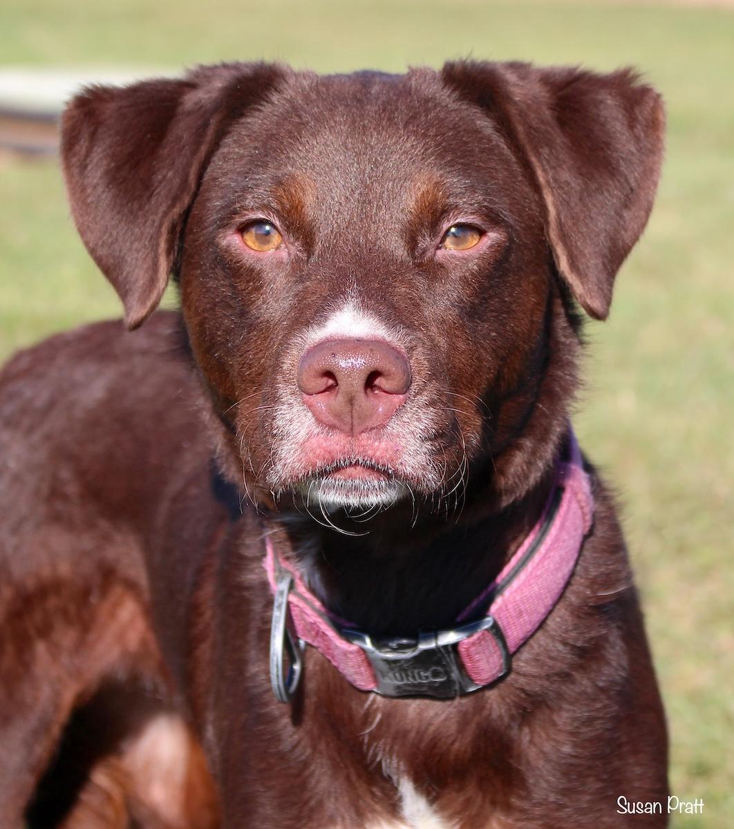 Chloe, ADOPTABLE, Adult Female Border Collie & Labrador Retriever.