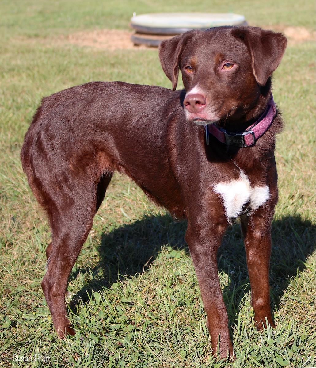 Enlarge Chloe, a ADOPTABLE mixed breed in Bedford, VA image 2/3