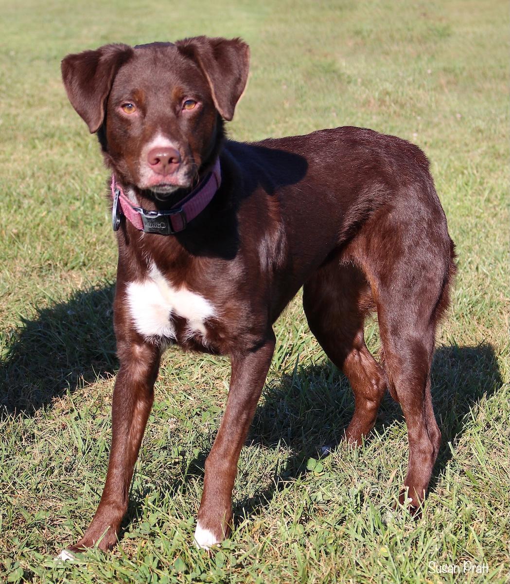 Enlarge Chloe, a ADOPTABLE mixed breed in Bedford, VA image 3/3