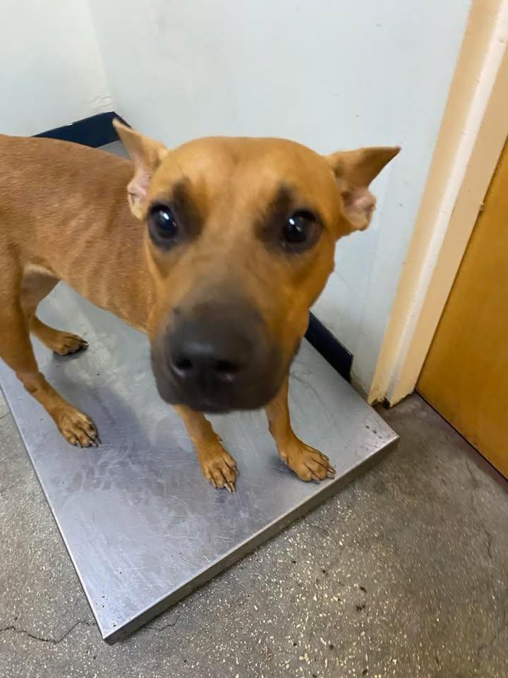 Paige, Adoptable, Adult Female Mixed Breed.