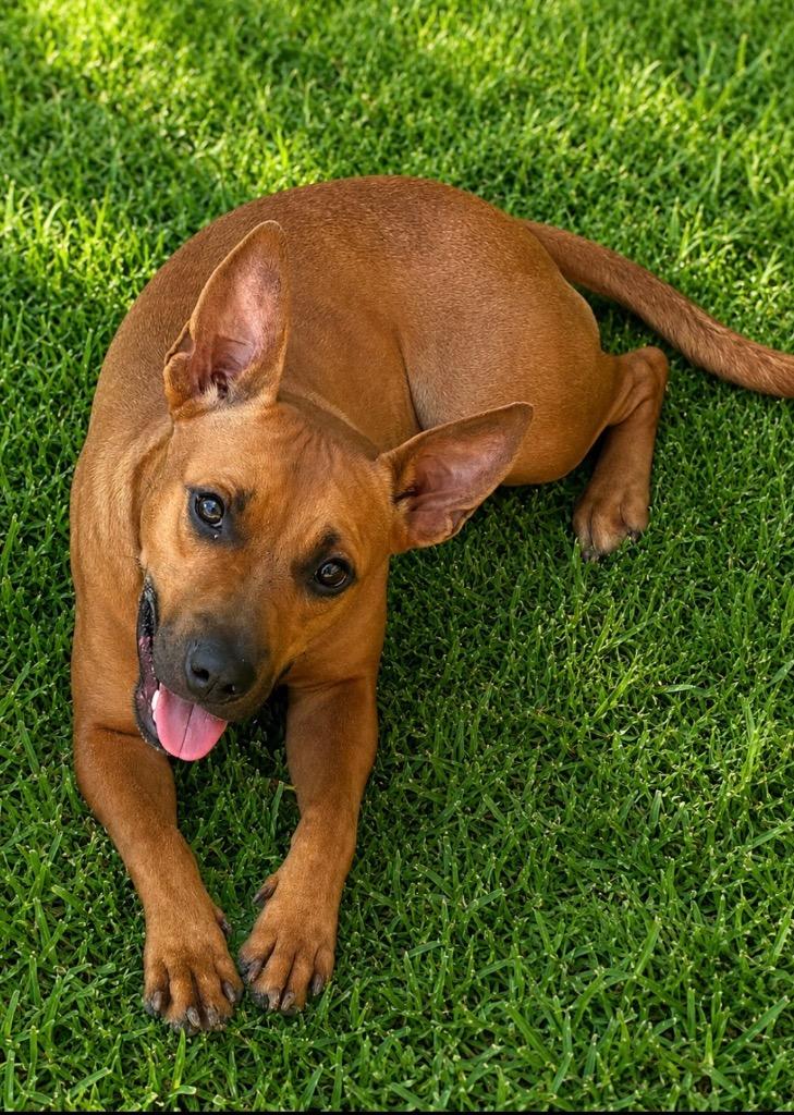 Enlarge Paige, a Adoptable Mixed Breed in Ocala, FL image 2/2
