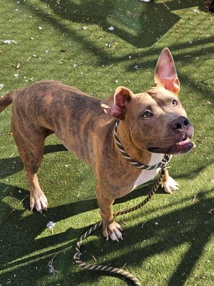 Ruby, Adoptable, Young Female Pit Bull Terrier & Mixed Breed.