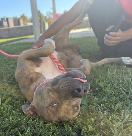 Enlarge Ruby, a Adoptable mixed breed in Chesapeake, VA image 2/3