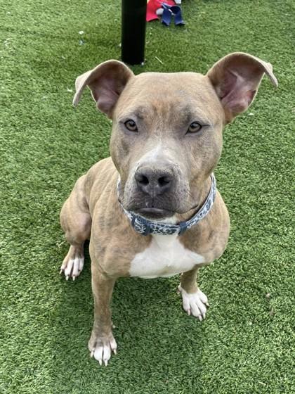 Enlarge Ruby, a Adoptable mixed breed in Chesapeake, VA image 3/3