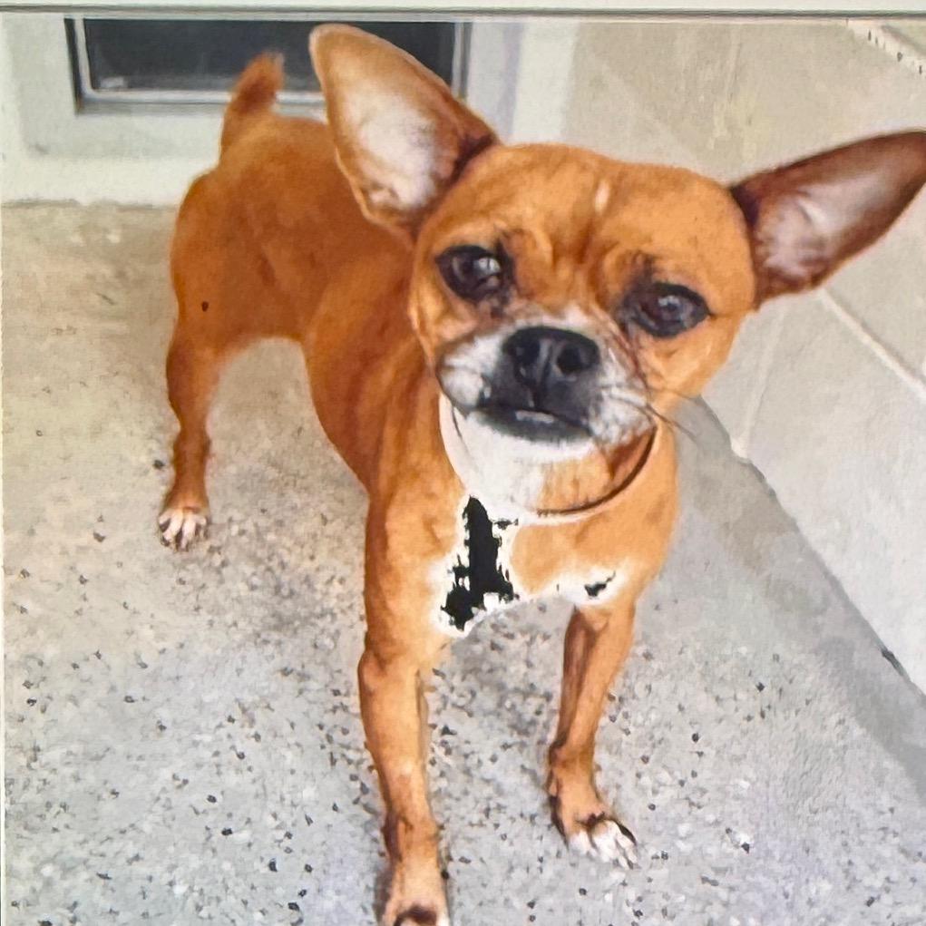 Gizmo, Adoptable, Adult Male Chihuahua.