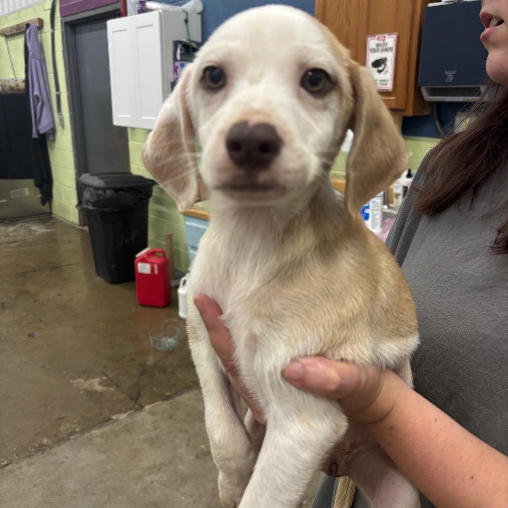 Enlarge Toots, a Adoptable Mixed Breed in Corbin, KY image 2/4