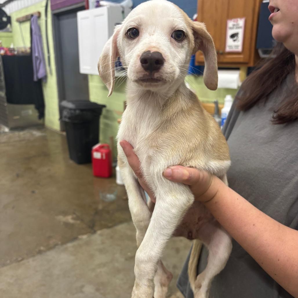Enlarge Toots, a Adoptable Mixed Breed in Corbin, KY image 3/4