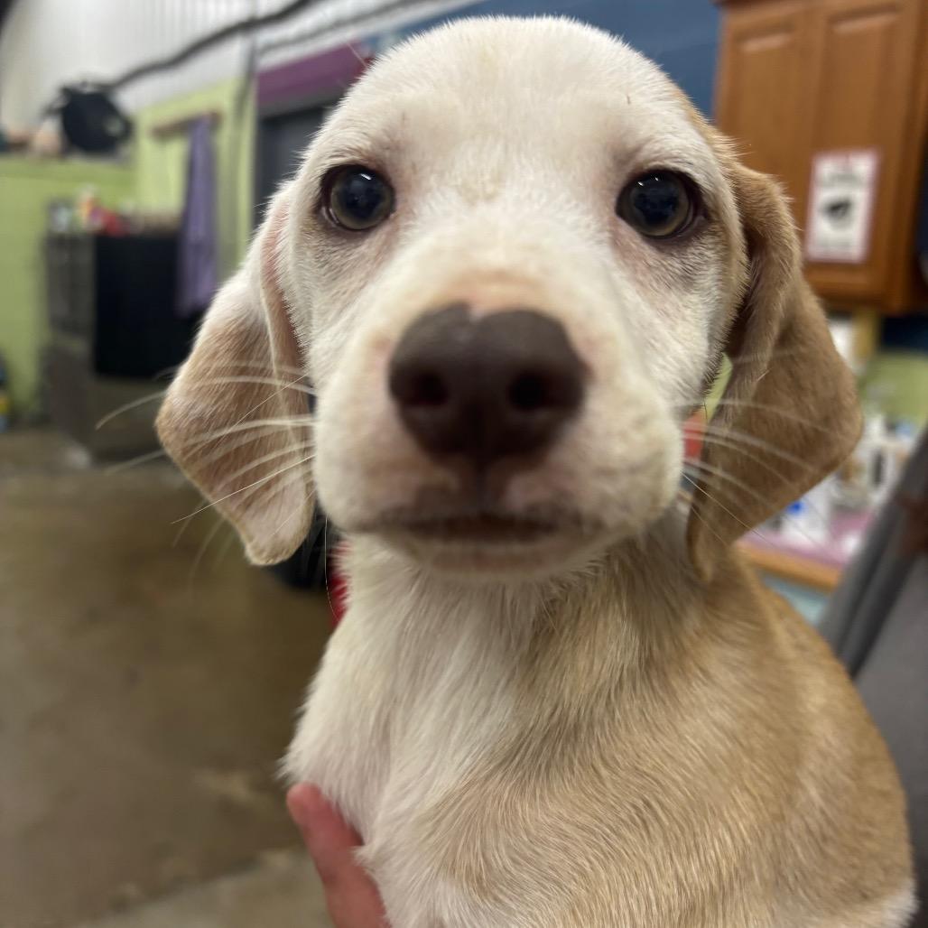 Enlarge Toots, a Adoptable Mixed Breed in Corbin, KY image 4/4