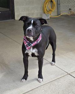 Enlarge Lyla, a ADOPTABLE Pit Bull Terrier in Bucyrus, OH image 3/5