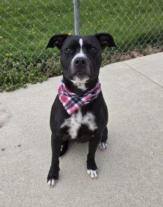 Lyla, ADOPTABLE, Adult Female Pit Bull Terrier.