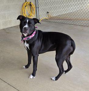 Enlarge Lyla, a ADOPTABLE Pit Bull Terrier in Bucyrus, OH image 2/5