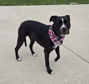 Enlarge Lyla, a ADOPTABLE Pit Bull Terrier in Bucyrus, OH image 5/5