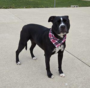Enlarge Lyla, a ADOPTABLE Pit Bull Terrier in Bucyrus, OH image 4/5